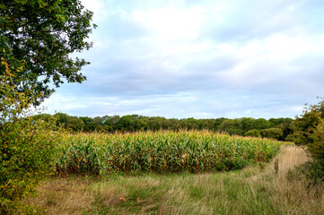 Fototapeta premium A wide view of a green cornfield with trees in the background under a cloudy sky.
