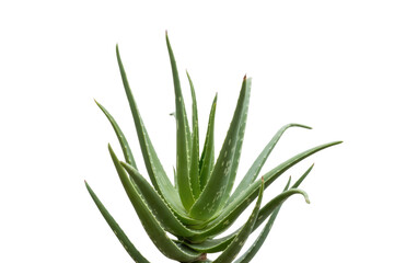 Fototapeta premium A vibrant aloe vera plant with succulent leaves isolated on a transparent background. background removed