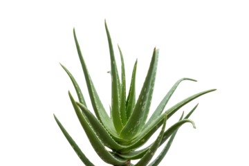 A vibrant aloe vera plant with succulent leaves isolated on a transparent background. background removed