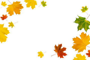 Set of maple leaves flying in row isolated on white background with clipping path. Gradient of maple leaves from green to dark red. Banner. Element for design.