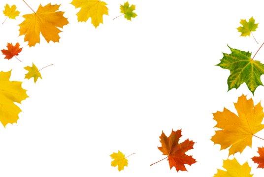 Set of maple leaves flying in row isolated on white background with clipping path. Gradient of maple leaves from green to dark red. Banner. Element for design.