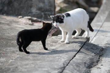 挨拶を交わす二匹の野良猫