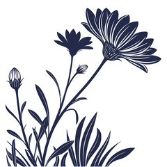 gazania on white background 