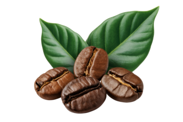 Close-up of four roasted coffee beans nestled amongst vibrant green coffee leaves. background removed