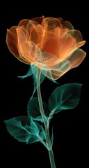 Ethereal rose, translucent petals in warm orange, cool teal stem and leaves against a black background, suggesting delicate, ghostly beauty