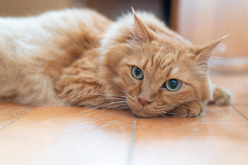 フローリングでくつろぐ可愛い猫　茶トラ猫	