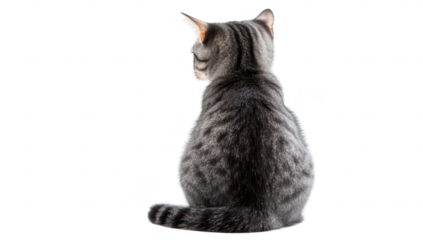 A cute gray tabby cat sitting calmly. facing away from the camera. against a clean white background. its soft fur and serene posture. perfect for pet-related content