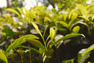 Tea leaves in closeup photo. Fresh Green tea tree leaves in eco herbal farm. Tree tea plantations...