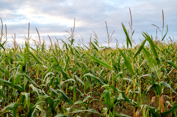 Obraz premium Dense corn plants under a cloudy sky in the English countryside.