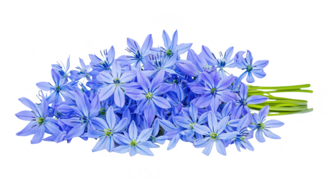 A bouquet of delicate blue flowers arranged artistically. their intricate petals and lush green stems against a clean white background. ideal for nature-themed designs or floral arrangements