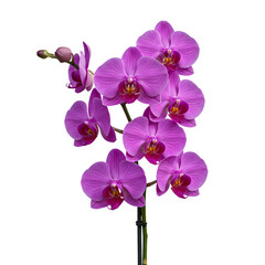 Obraz premium Vibrant Purple Phalaenopsis Orchid Blossom