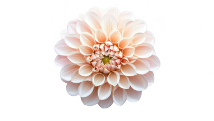 A close-up view of a delicate. pale pink dahlia flower intricate petal layers. set against a soft white background. emphasizing its natural beauty and elegance for floral design use