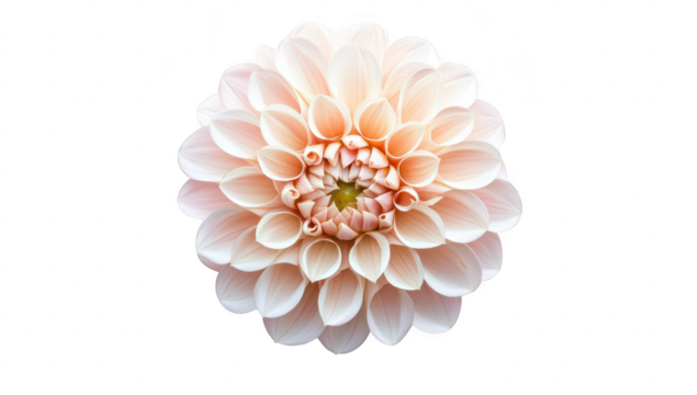 A close-up view of a delicate. pale pink dahlia flower intricate petal layers. set against a soft white background. emphasizing its natural beauty and elegance for floral design use
