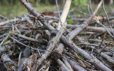 Thin dry branches broken off for quickly starting a fire in the forest 
