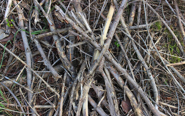 A pattern of small dry branches broken off for an outdoor campfire 