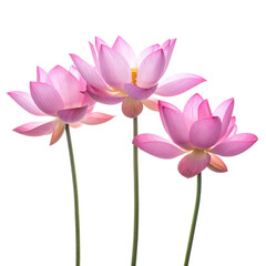 Naklejka premium Three delicate pink lotus blossoms on slender stems against a black background