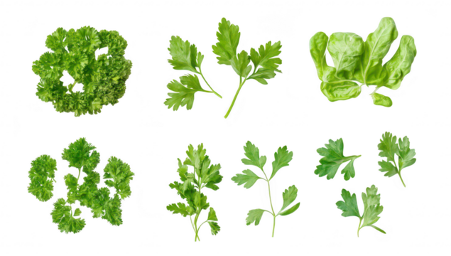 A assortment of fresh leafy greens including parsley and lettuce arranged artistically on a clean white background. ideal for culinary presentations or healthy lifestyle promotions