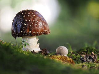 Tokyo,Japan - September 22, 2025: Panther cap or false blusher or Amanita pantherina