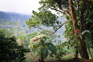 Fototapeta premium Scenic Mountain Landscape with Green Forest Trees under Blue Sky and White Clouds in Tropical Nature. Beautiful Mountain Valley with Lush Green Forest, Natural Mountain Hills Covered with Green Trees