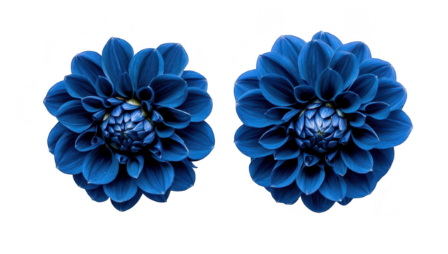 Two blue dahlias with intricate petals showcase their beauty against a clean white background. ideal for floral design inspiration or botanical art projects