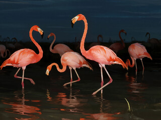 Beautiful exotic flamingos with vibrant pink feathers standing gracefully in shallow water during nighttime. Perfect for wildlife photography, tropical design, travel concepts, nature posters, and art