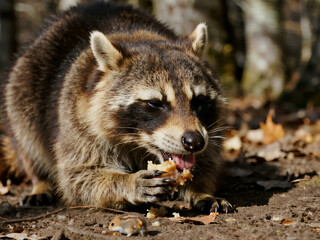 Close-up of a raccoon eating food on the forest floor with natural sunlight. Perfect for wildlife photography, educational materials, animal behavior studies, nature documentaries