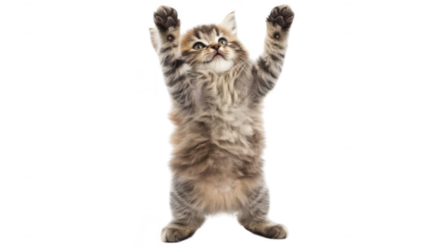 A playful kitten standing on its hind legs with paws raised. its fluffy fur and curious expression against a clean white background. perfect for pet-related content or cheerful imagery