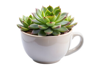 succulent in mug png image on transparent background