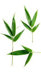 Obraz premium Close-up of vibrant green bamboo leaves (1)
