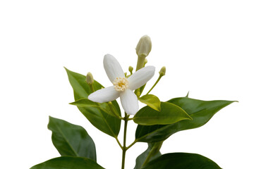 Obraz premium A single white flower with green leaves, isolated on a transparent background. background removed