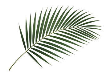 Single, vibrant green palm frond isolated on a transparent background, perfect for design. background removed