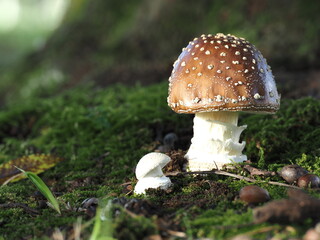 Tokyo,Japan - September 22, 2025: Panther cap or false blusher or Amanita pantherina