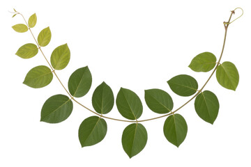 Obraz premium Green leaves branch isolated on transparent background, perfect for design. background removed