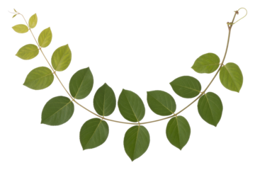 Green leaves branch isolated on transparent background, perfect for design. background removed