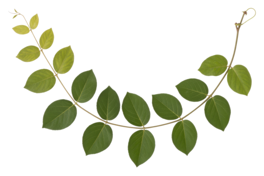 Green leaves branch isolated on transparent background, perfect for design. background removed