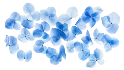 A beautiful arrangement of delicate blue hydrangea petals scattered artfully on a white background. capturing the essence of natures elegance. perfect for floral design or botanical themes