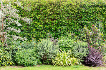 Green bush wall and colorful leaf