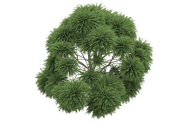 Overhead view of a lush, green tree with fluffy, dense foliage, isolated on a transparent background. background removed