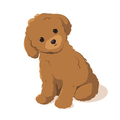 Cute dog on a white background. Maltipoo breed. Vector.
