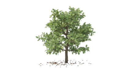 A single, leafy green tree with scattered acorns at its base, isolated on a transparent background. background removed