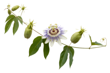 Passionflower vine with a single bloomed flower and several buds on a transparent background. background removed