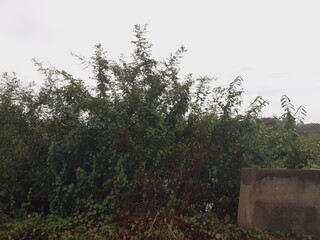 Scenic view of nature along a rural road after a rainy day