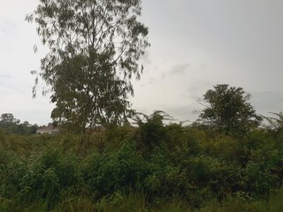 Scenic view of nature along a rural road after a rainy day