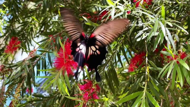 A Great Mormon butterfly lands on red callistemon flowers, feeding on nectar and pollinating the plant. The butterfly flutters near a callistemon tree.