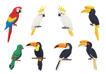 Collection of eight colorful tropical birds perched on branches showcasing diverse species with unique features