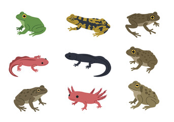 Collection of frogs  salamanders