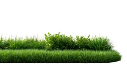 Lush Green Grass and Bushes: A vibrant display of lush green grass and a flourishing shrub create a sense of peace and natural beauty.