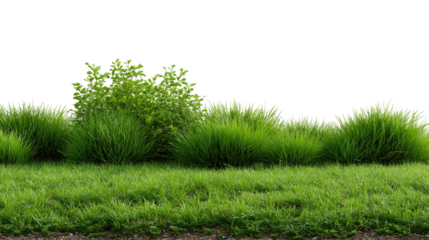Lush Green Meadow and Plants: A vibrant expanse of lush green grass, coupled with tufts of plants, creating a serene outdoor setting. The verdant scene speaks of freshness and natural beauty. 