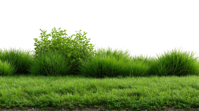 Lush Green Meadow and Plants: A vibrant expanse of lush green grass, coupled with tufts of plants, creating a serene outdoor setting. The verdant scene speaks of freshness and natural beauty. 