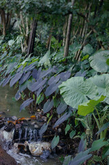 Lush Tropical Forest with Water Stream
